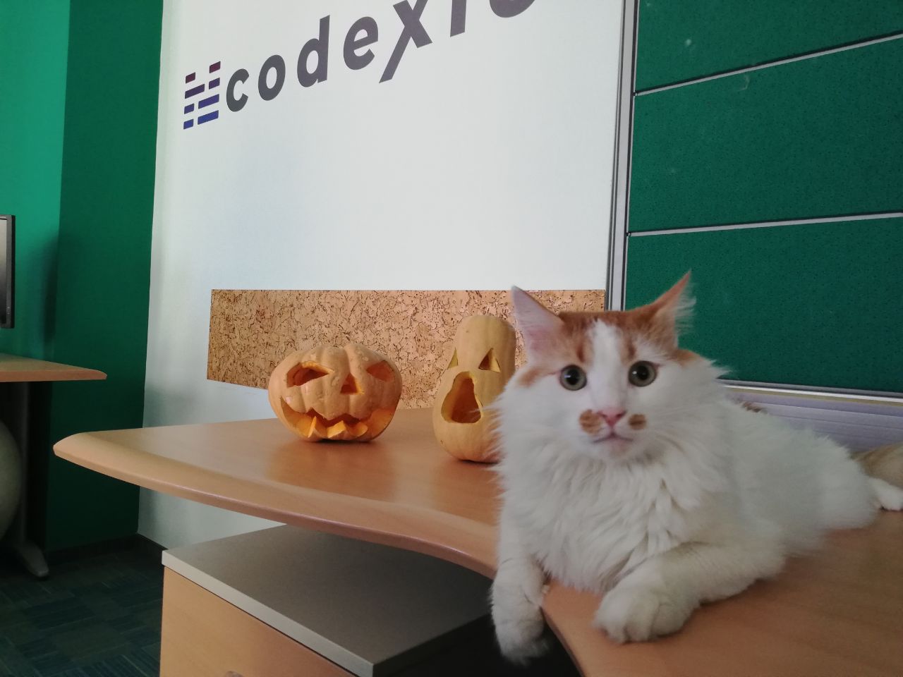 Codi supervising the pumpkin carving results
